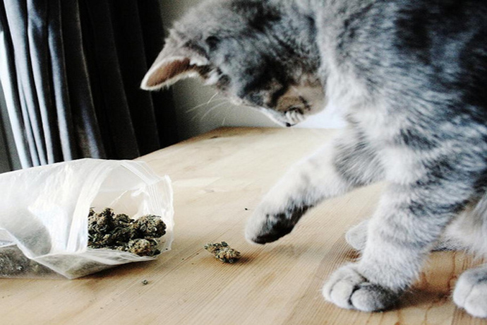 kot przyniósł marihuanę
