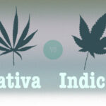 różnice indica sativa