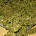 policja przechwycila plantacje marihuany 50kg