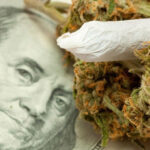 pieniądze ze sprzedaży marihuany