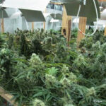 marihuana w hali pkp