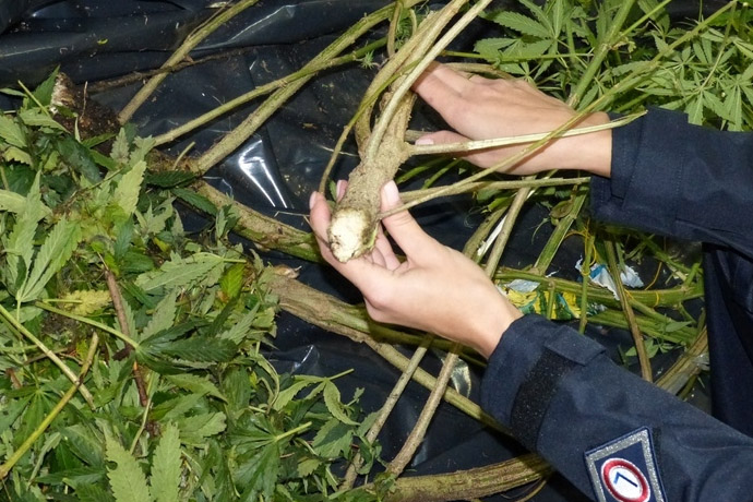 policja zarekwirowala krzewy uprawy konopi w lesie