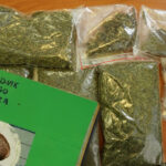 dzienniczek uprawy marihuany