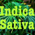 sativa kontra indica
