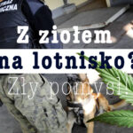 marihuana przechwycona na lotnisku