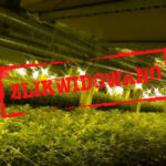 cbs zliwkidowalo plantacje marihuany