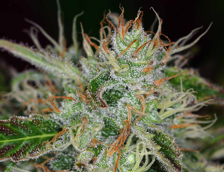 kiedy w polsce zalegalizuja marihuane medyczna