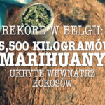 Kokos pomysl na przemyt