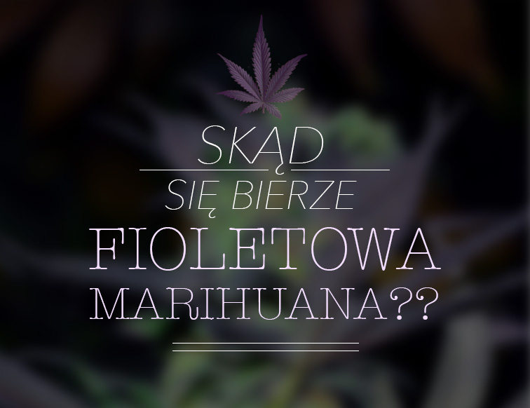 fioletowe odmiany marihuany