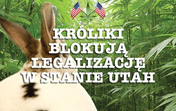 legalizacja_marihuana_utah