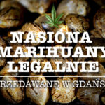 Nasiona marihuany legalnie w Gdańsku