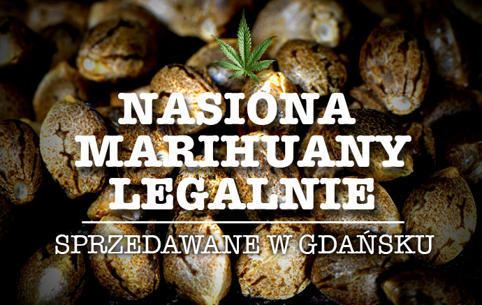 Nasiona marihuany legalnie w Gdańsku