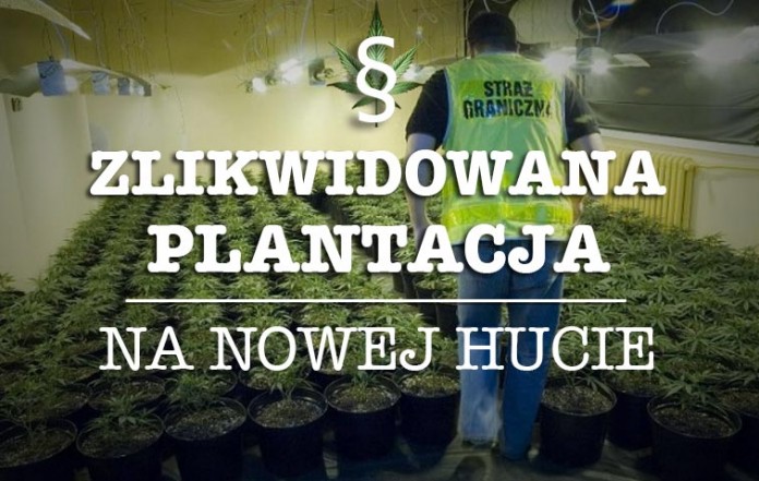 Plantacja marihuany na Nowej Hucie