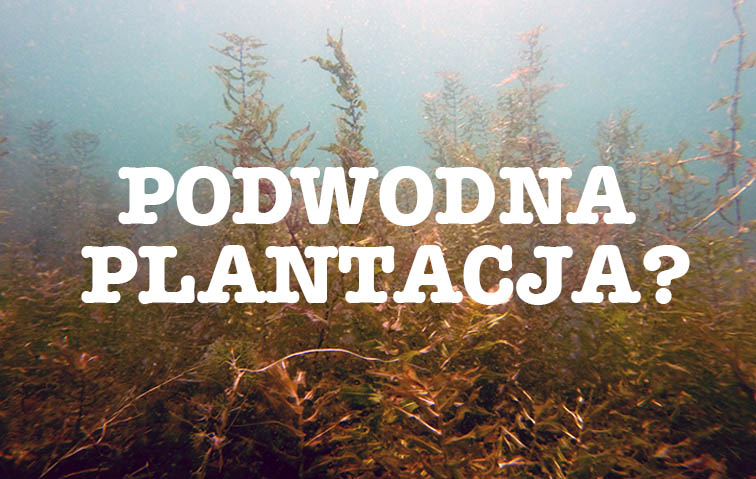 w chile podowdna plantacja marihuany