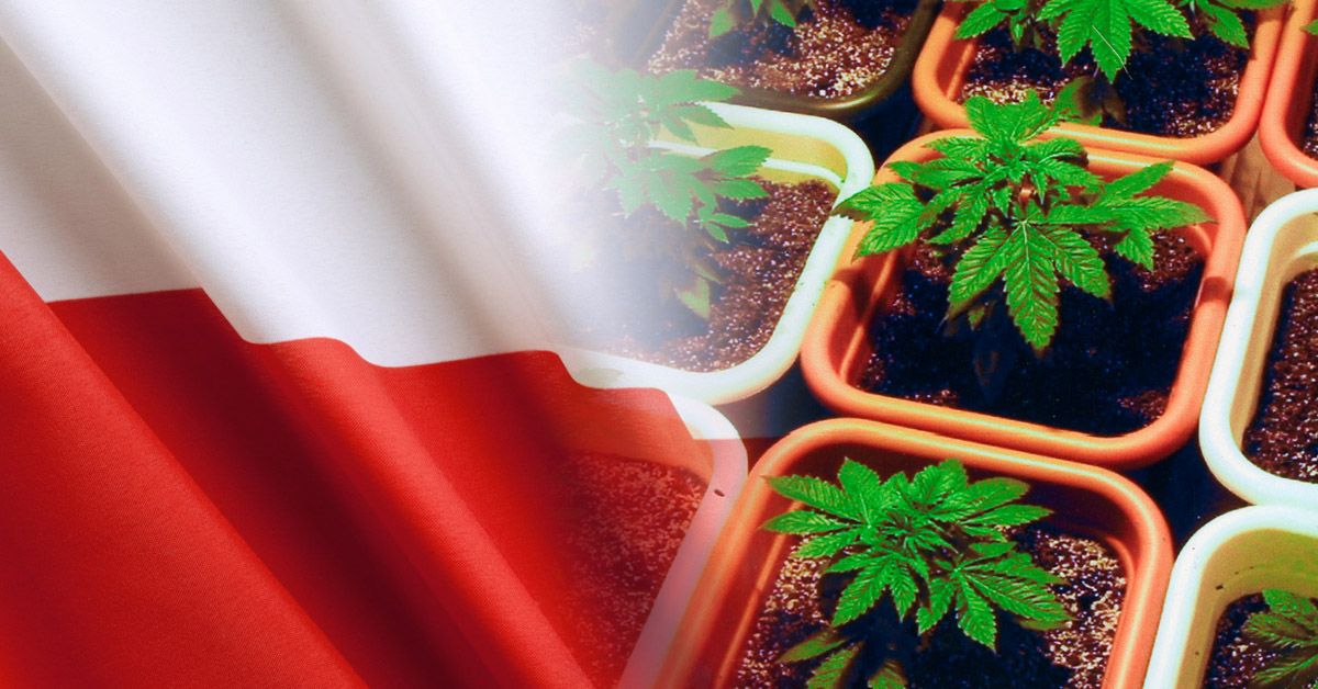 polskie plantacje marihuany