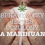 Uczulenie na marihuanę, wnioski naukowców