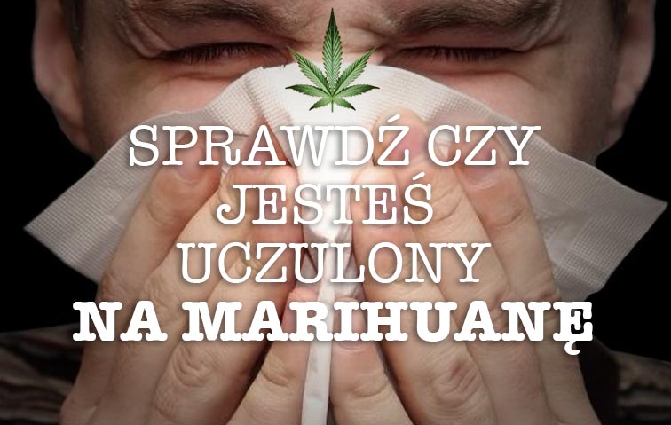 Uczulenie na marihuanę, wnioski naukowców