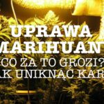 hodowla marihuany na wlasny uzytek