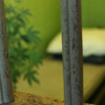 Legalne zioło w więzieniu