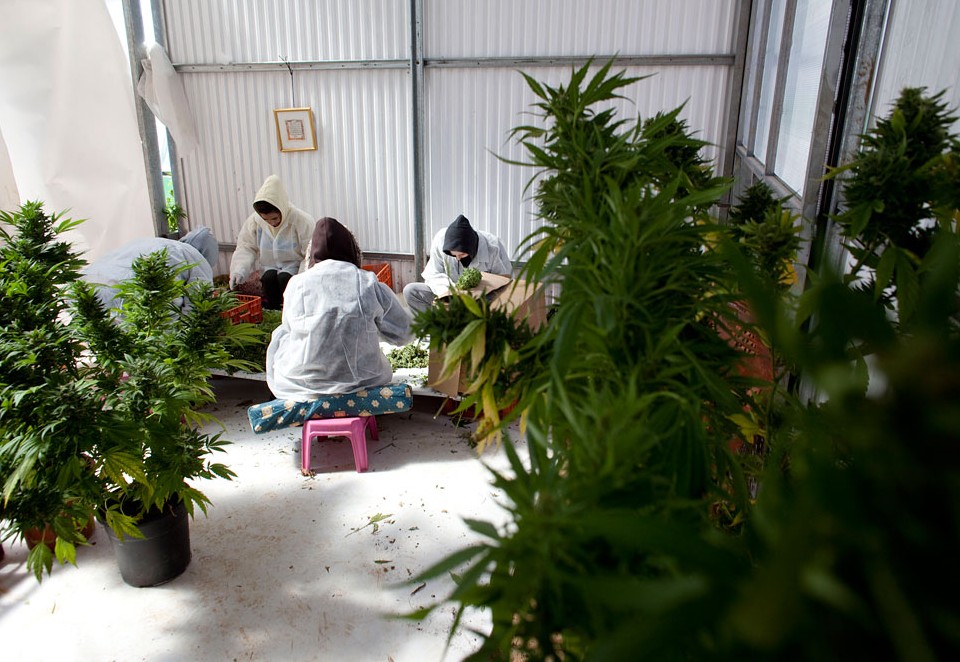 Uprawa konopi za kratkami