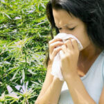 uczulenie na marihuanę