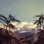 Himalajskie pola marihuany