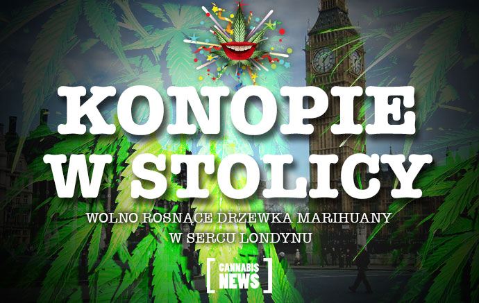 Wolno rosnące konopie w centrum Londynu!