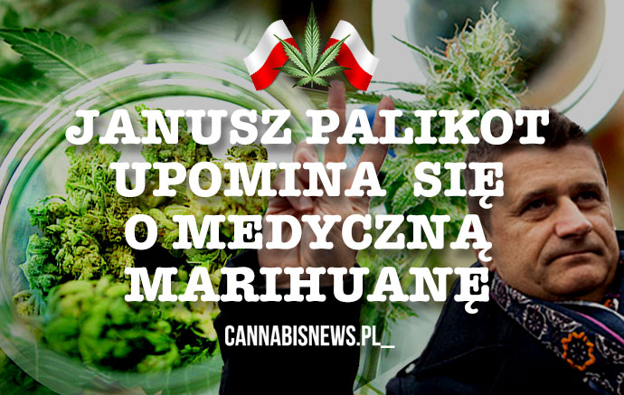 Interpelacje Janusza Palikota w sprawie medycznej marihuany