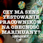 Testowanie pracowników na obecność marihuany – czy to ma sens?