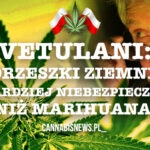 Prof. Vetulani: Zalegalizować marihuanę!