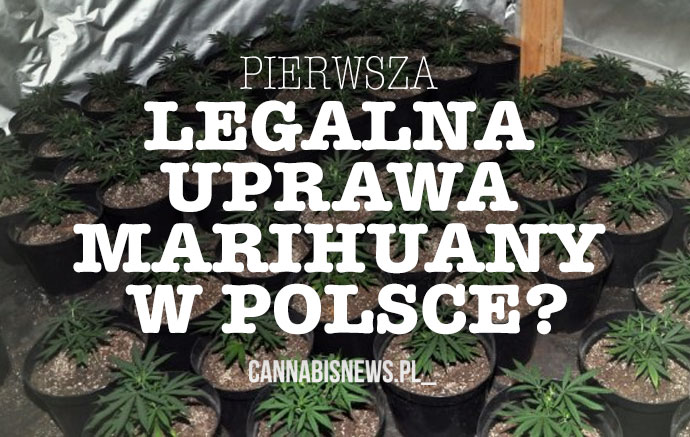 uprawa marihuany w polsce