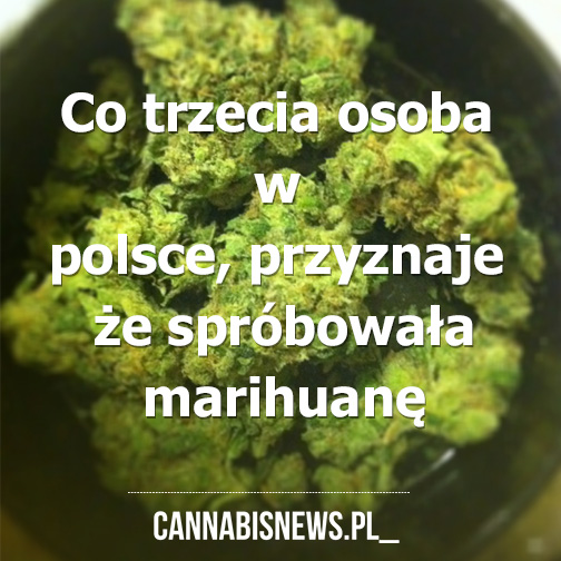 co trzecia osoba w polsce miala kontakt z marihuana