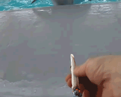 Delfin i Marihuana