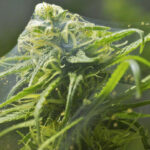 Szkodniki w konopiach