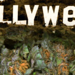 Marihuana w Hollywood