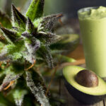 Przemyt marihuany w mrożonym awokado