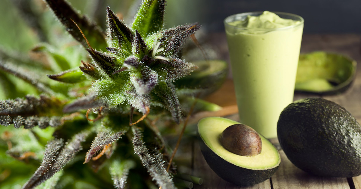 Przemyt marihuany w mrożonym awokado