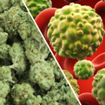 marihuana vs komórki rakowe