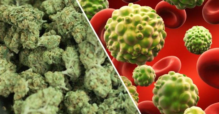 marihuana vs komórki rakowe