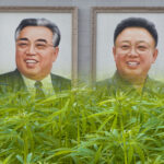 Legalne zioło w Korei Północnej