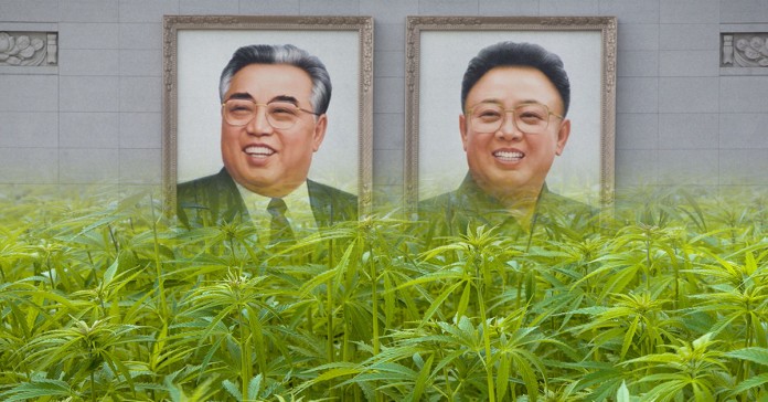 Legalne zioło w Korei Północnej