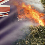 likwidacja upraw konopi w Nowej Zelandii