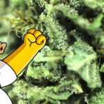 kreskówki popierające legalizację