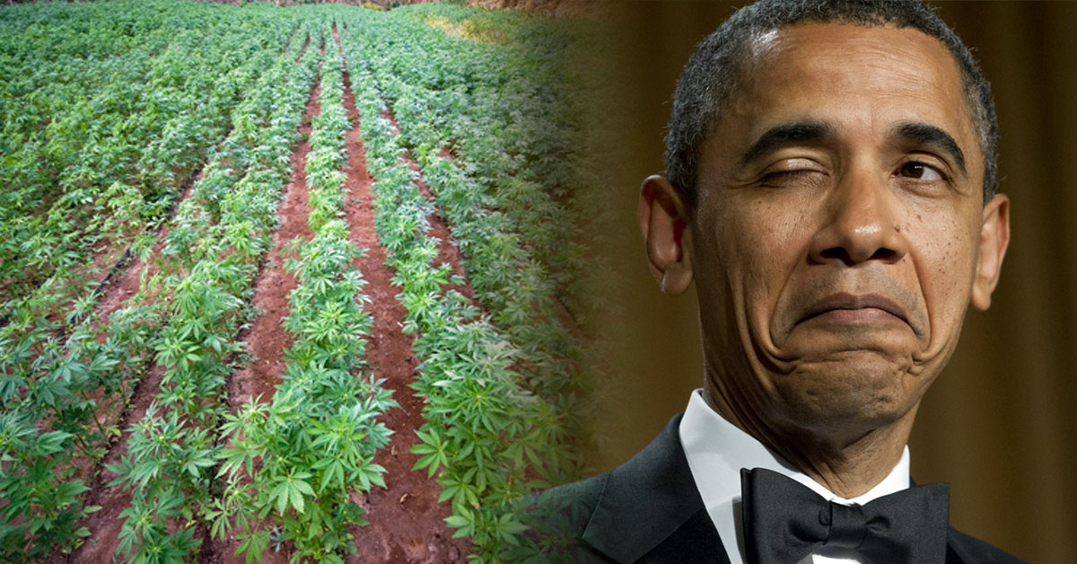 plantacja konopi amerykańskiego rządu