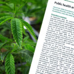 eksperci o legalizacji narkotyków