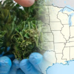 legalizacja marihuany medycznej w Transylwanii