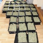 15kg marihuany oraz uprawa w domu w Mysłowicach