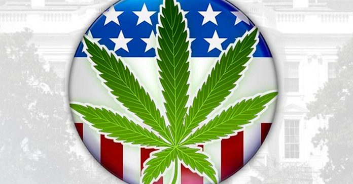 wybory prezydenckie w USA marihuana