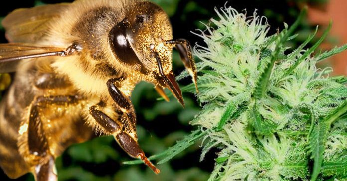Pszczoły robiące konopny miód