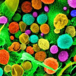 konopie pod mikroskopem